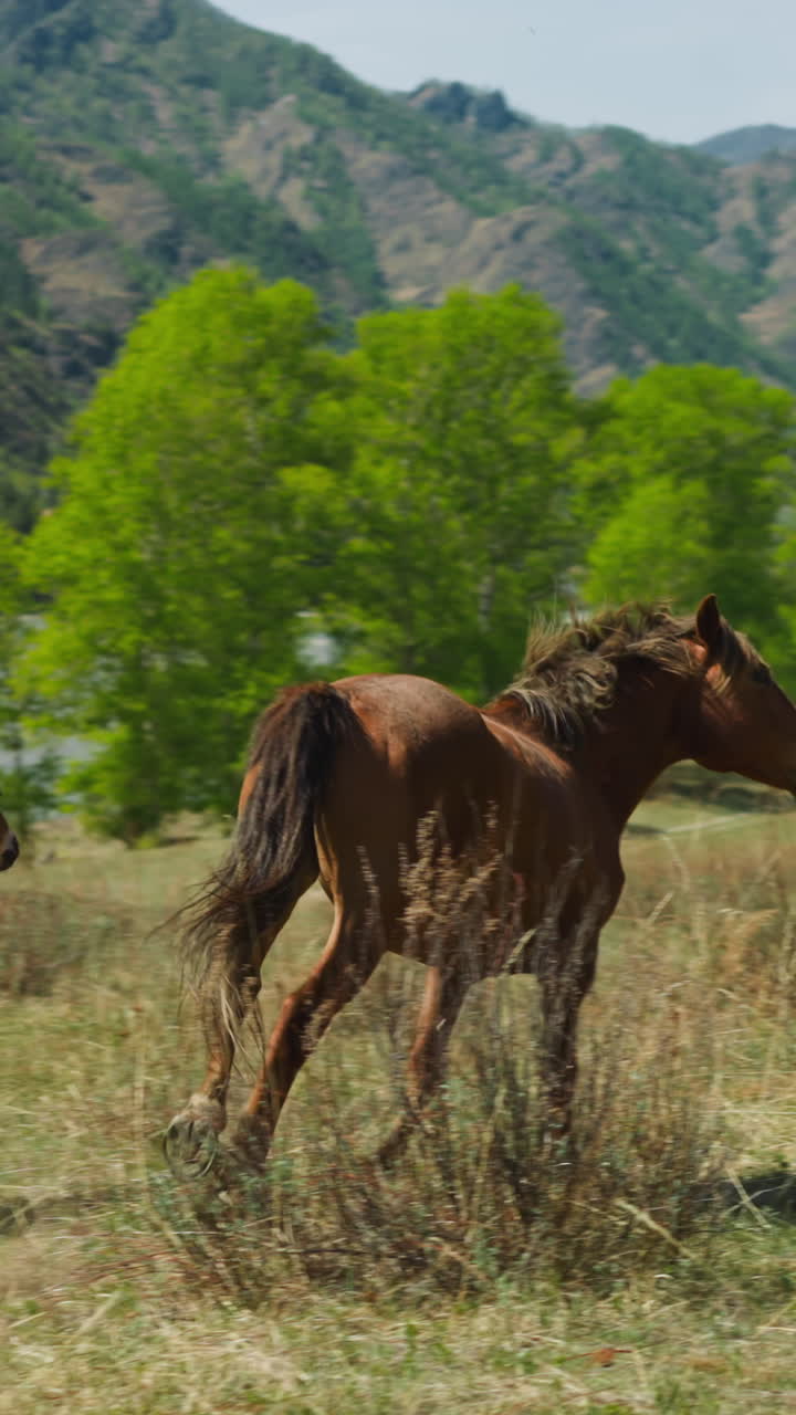 Chestnut horse with cub runs along meadow grass against distant mountain slow motion. Farm habitats on pasture backside view. Healthy animals