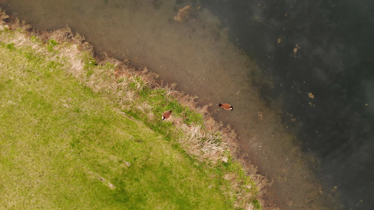 연못 근처에서 둥지를 지키는 캐나다 기러기 두 마리