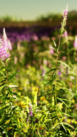 a field of vibrant wildflowers in full bloom