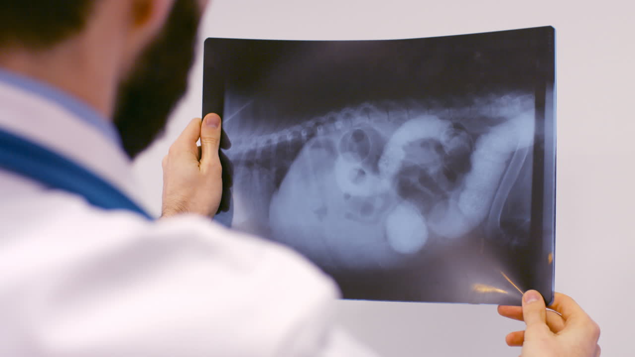 Vet is examining the xray radio