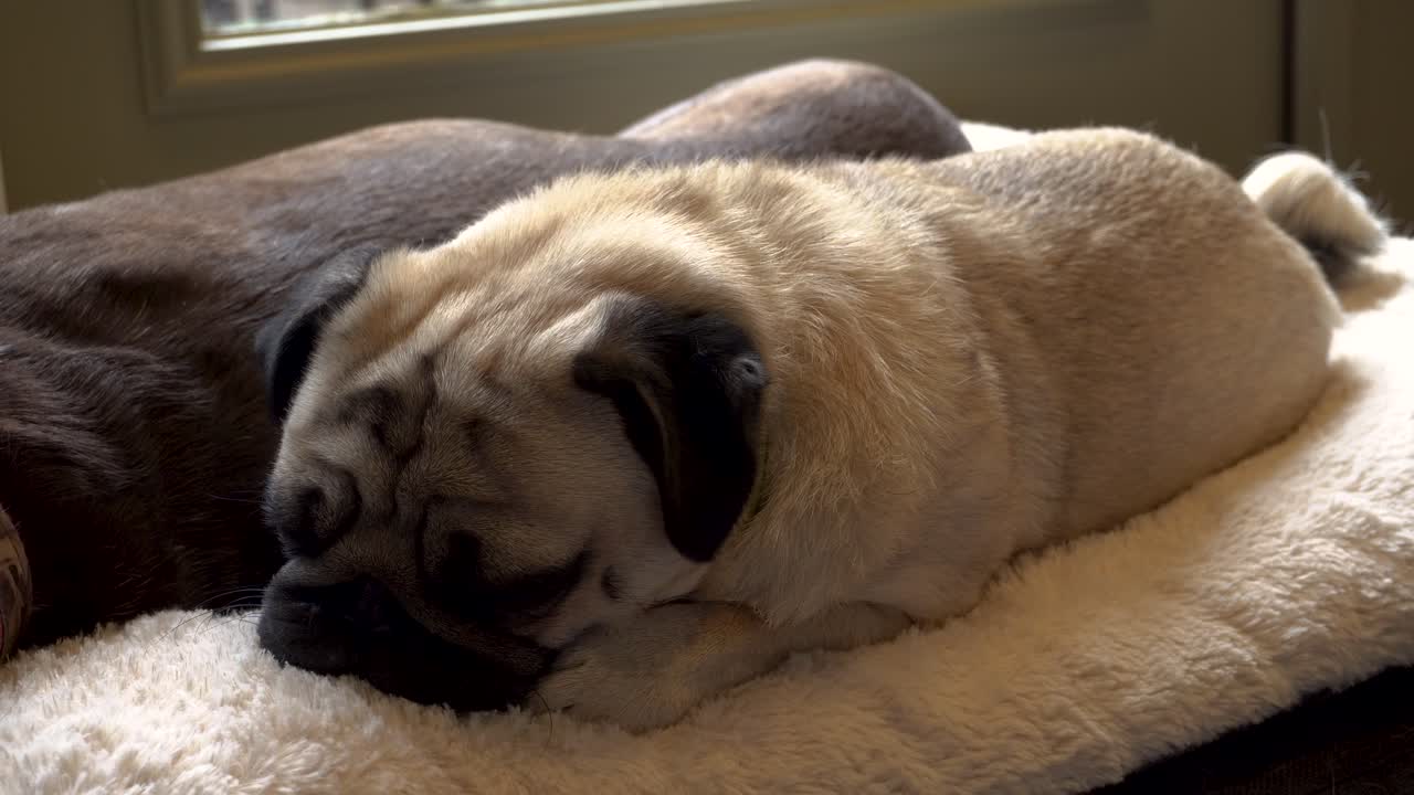 편안한 개 침대에서 휴식을 취하는 퍼그 행크