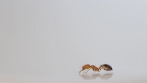 side view on one ant close-up, yellow and tiny walking out of focus, white smooth background 4k