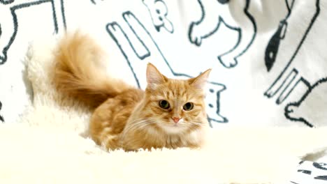 cute ginger cat lying in bed. fluffy pet on cozy home background