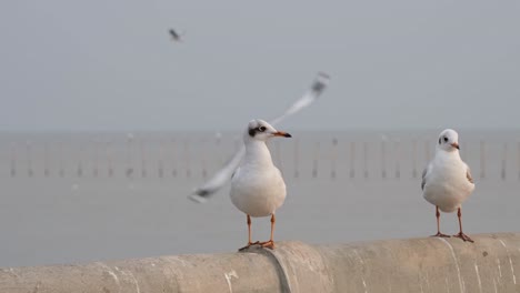 dos individuos en la barandilla de hormigón del muelle luego se van volando