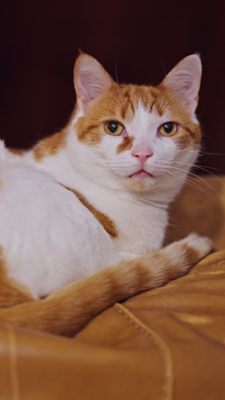 Close-up vertical shot of a beautiful ginger and white cat slowly turning to face the camera and giving a gentle slow blink, expressing affection and trust. Ideal for emotional content