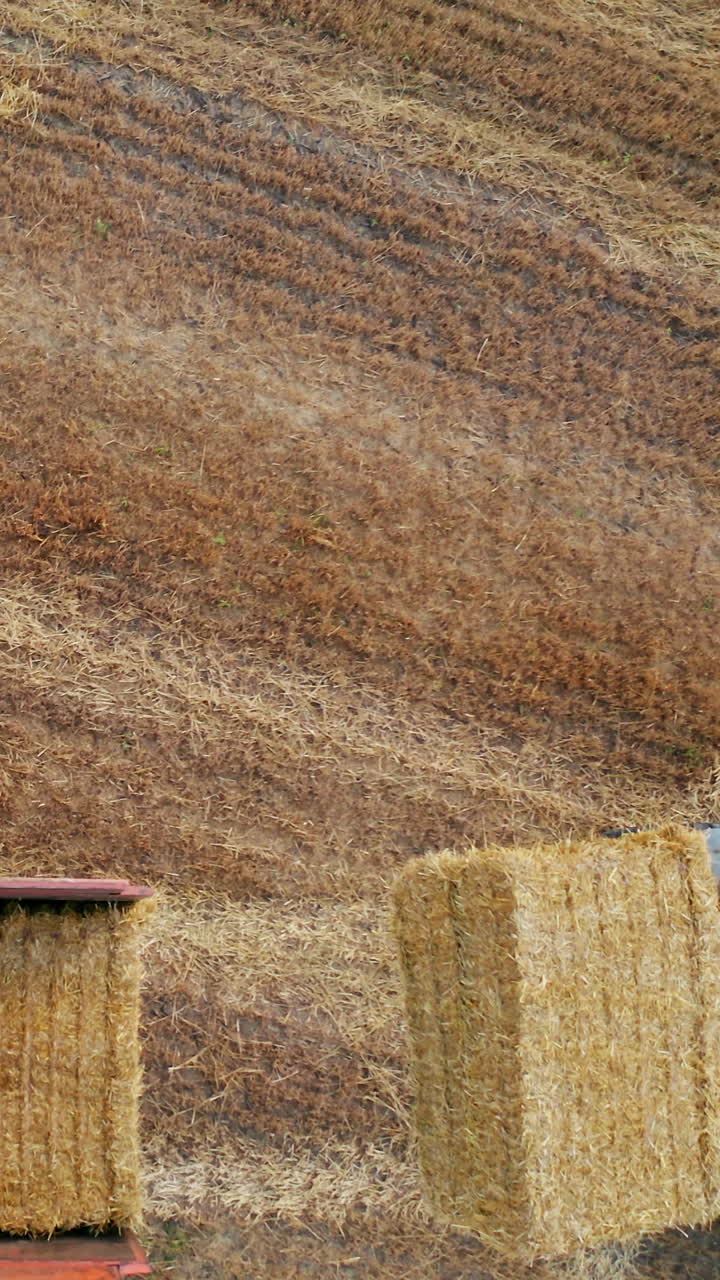 Harvesting golden ripe wheat field. Tractor farming yellow cereals. Vertical video
