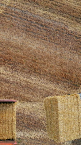 harvesting golden ripe wheat field. tractor farming yellow cereals. vertical video