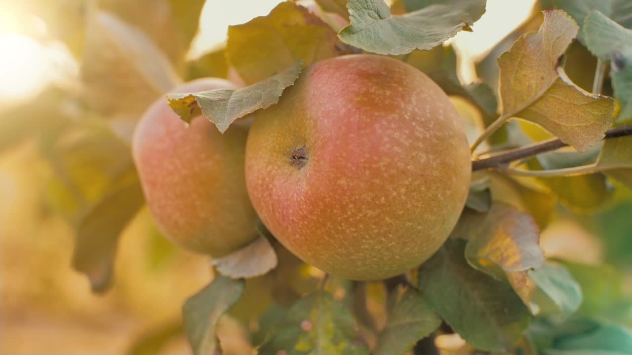 manzanas en la rama al atardecer