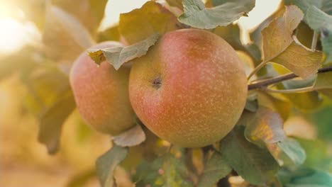 apples on branch at the sunset