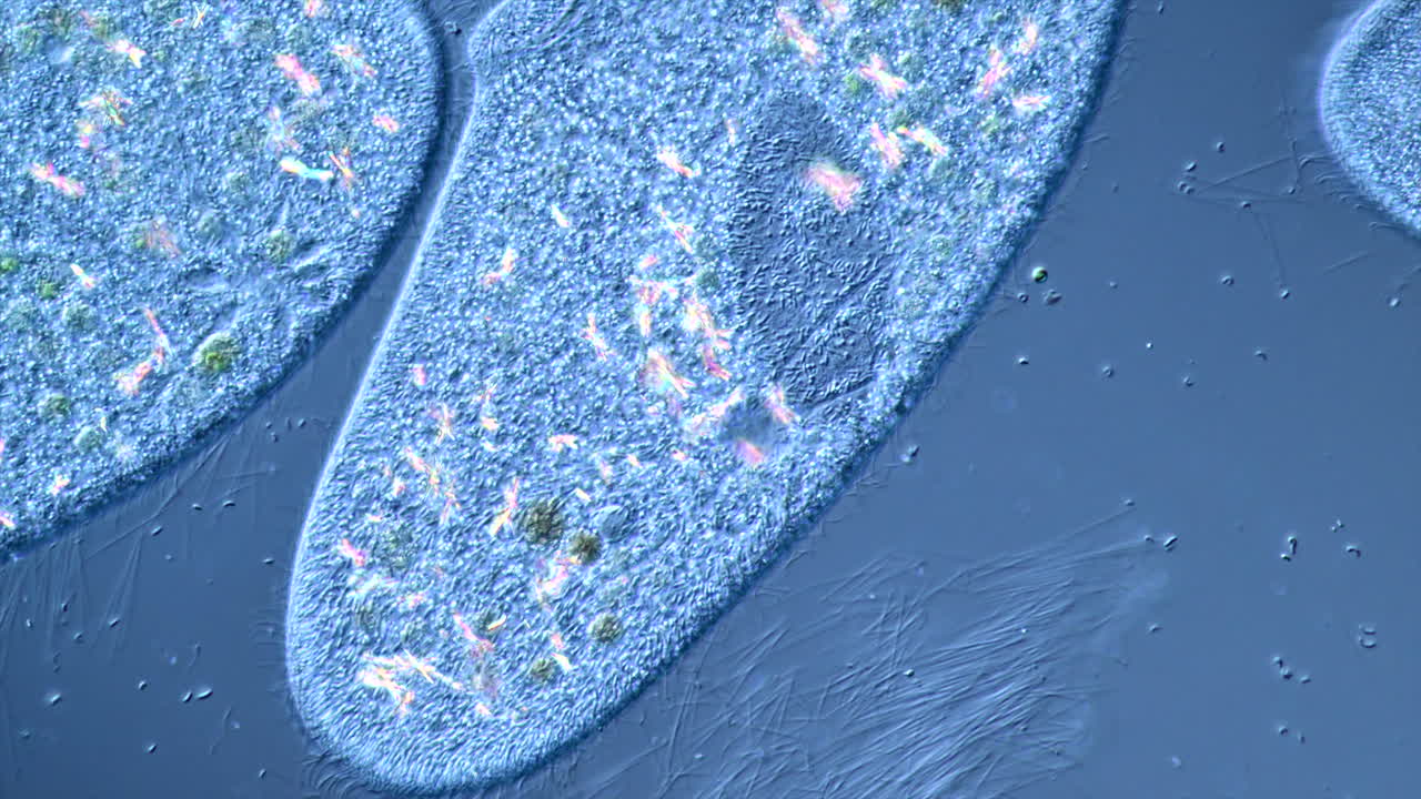 Paramecium Microorganism Under Microscope
