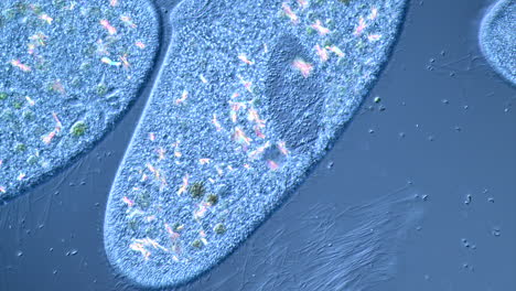 paramecium microorganism under microscope