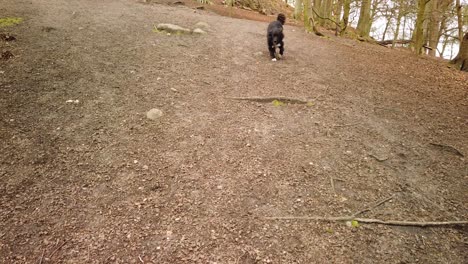 Three-obedient-Collie-dogs-running-towards-owner-during-walk-in-woods-in-Britain