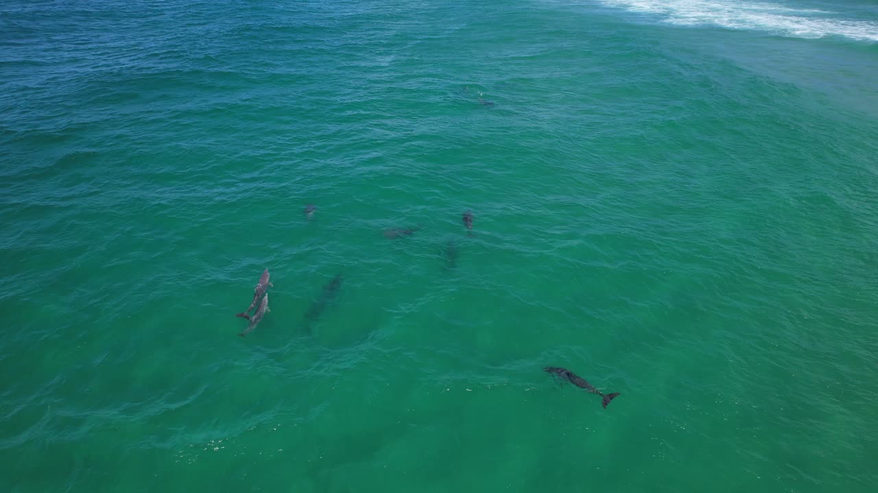 Bottlenose Dolphins Near Fingal Headland In Australia - Drone Shot