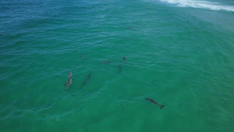 Delfines-Mulares-Cerca-Del-Promontorio-De-Fingal-En-Australia---Disparo-De-Un-Dron