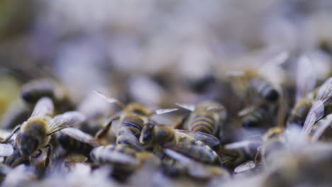 Primer-Plano-De-Abejas-Ocupadas-En-El-Trabajo