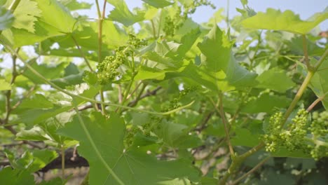 camera panning from grape flowering to bunch of grapes hanging from the tree at grapevine