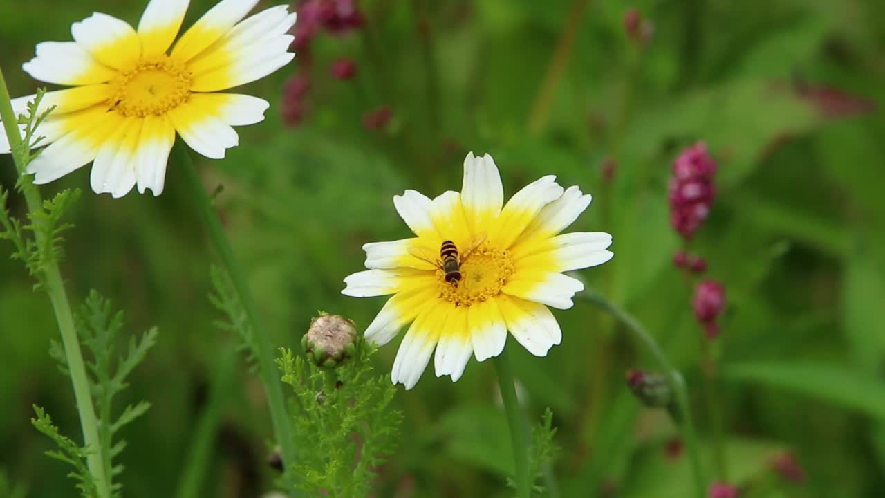 hoverfly en la flor de margarita de la corona. gales. reino unido