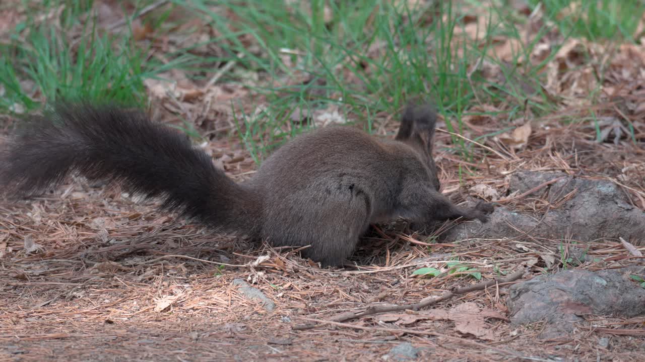 ardilla gris en busca de piñones caídos en el suelo en el bosque de primavera
