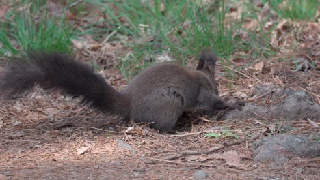 grey squirrel looking for fallen pine nuts on the ground in spring forest