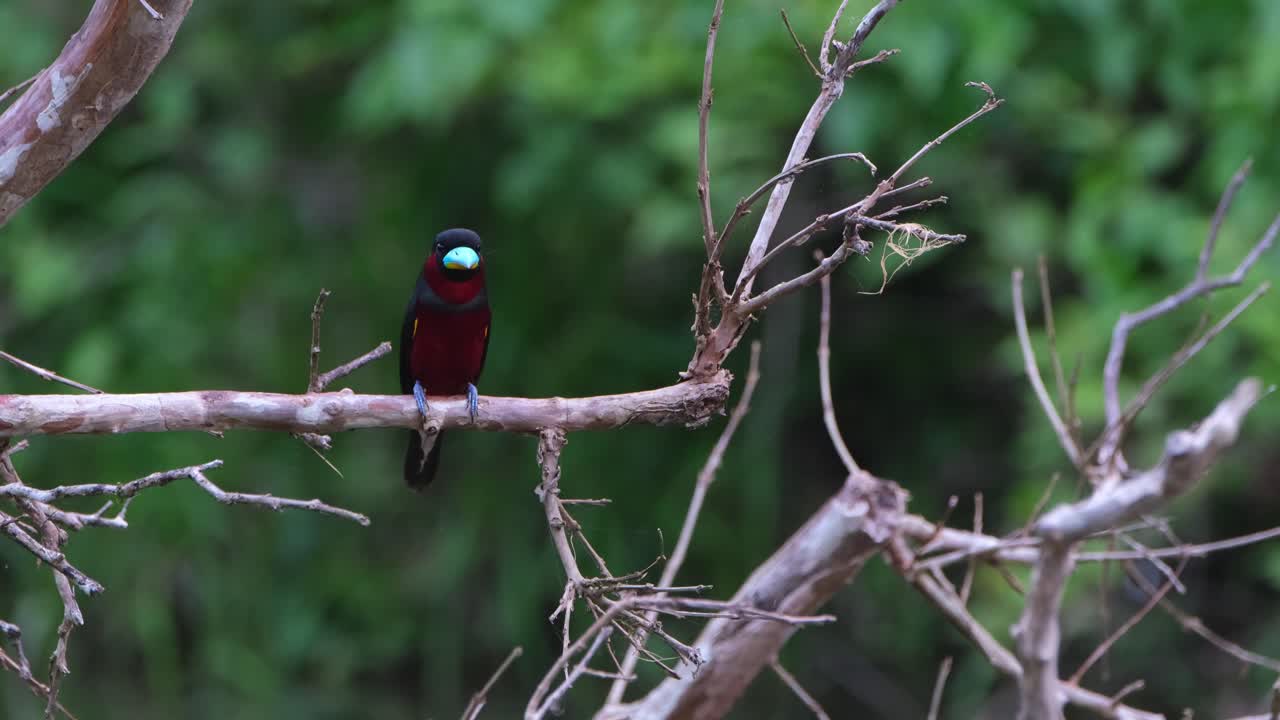 encaramado en una rama horizontal y luego vuela hacia la cámara bajando a una rama, pico ancho negro y rojo, cymbirhynchus macrorhynchos, parque nacional kaeng krachan, tailandia