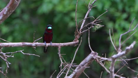 perched on a horizontal branch and then flies towards the camera going down to a branch, black-and-red broadbill, cymbirhynchus macrorhynchos, kaeng krachan national park, thailand