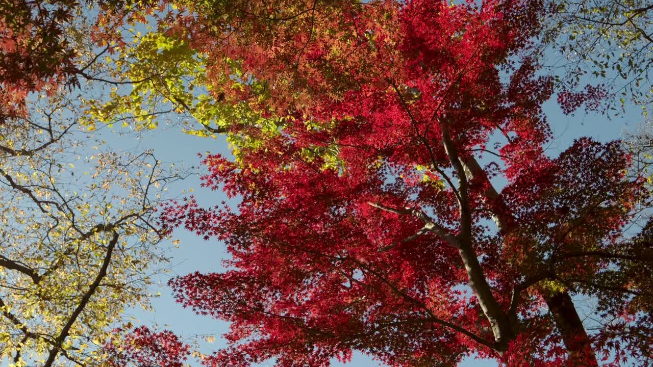 활기찬 나무들을 올려다보는 놀라운 가을 색의 풍경