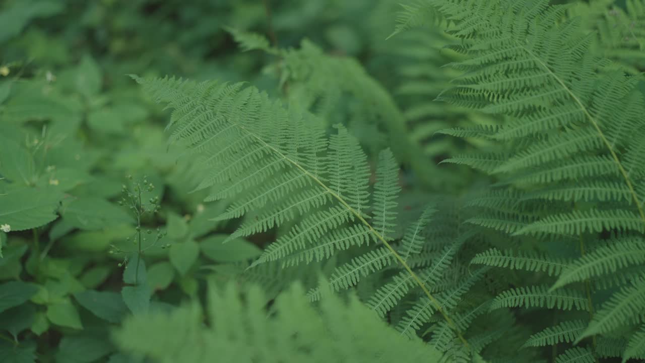 bosque lleno de helechos, exuberante y verde, con una suave brisa creando un movimiento sutil en el aire de verano