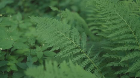 Fern-filled-forest,-lush-and-green,-with-a-gentle-breeze-creating-a-subtle-movement-in-the-summer-air