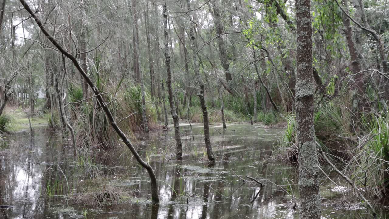 젖은 이끼 나무가있는 뉴 사우스 웨일즈 호주의 오두막이있는 숲 늪 지역, 잠긴 샷
