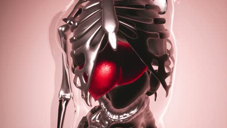 human liver model with all organs and bones