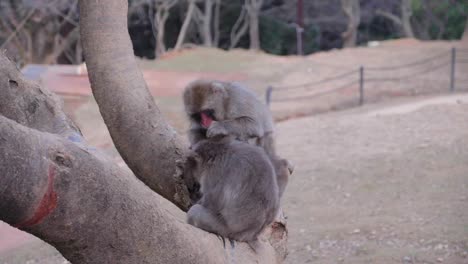 Two-Japanese-macaque-monkeys-grooming-each-other-in-a-tree-in-Arashiyama,-Kyoto