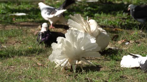 White-pigeons-expand-the-wing