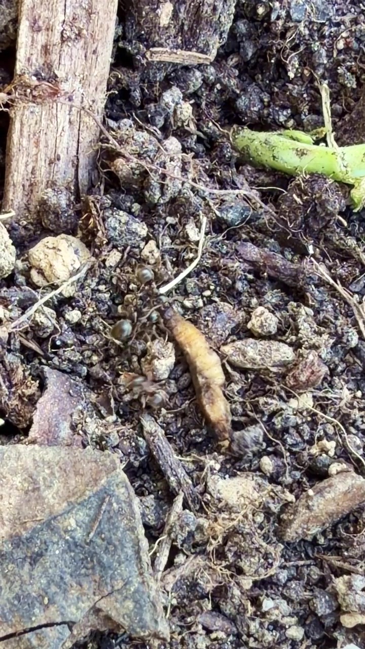 Formiche che trasportano una larva morta. Formato verticale, primo piano
