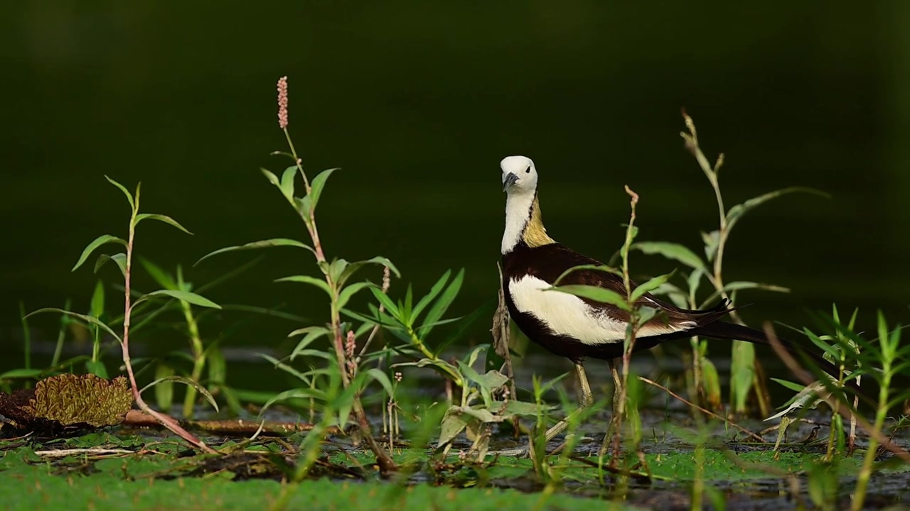 Uno sguardo ravvicinato a una Jacana dalla coda di fagiano in piedi, in allerta, in una tranquilla zona umida, incorniciata da rigogliose piante acquatiche verdi