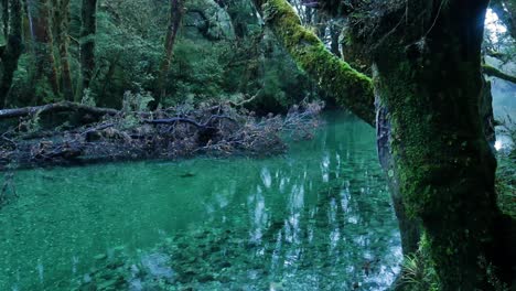 rivière transparente tranquille de couleur verte entourée de forêt tropicale de nouvelle-zélande à l'aube - nature sauvage paisible le matin