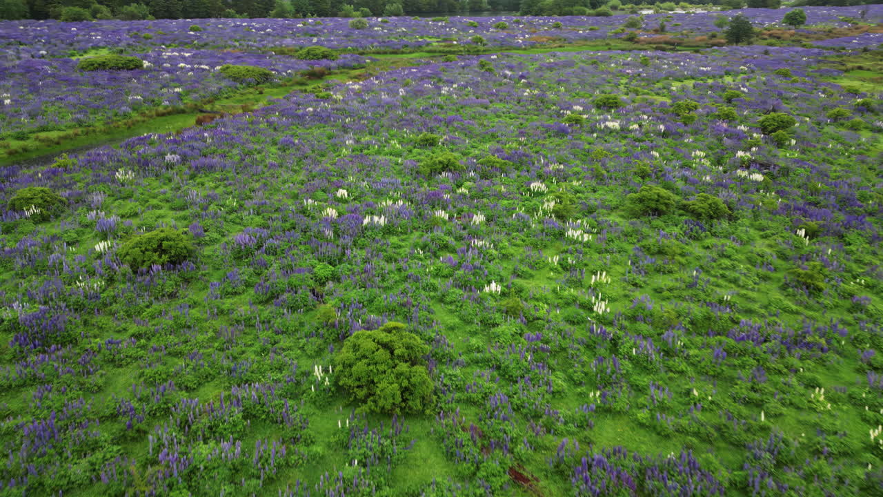 Aerial drone view of dense patches of purple and white lupines in full bloom