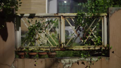 small rusty white iron fence with green climbing plants