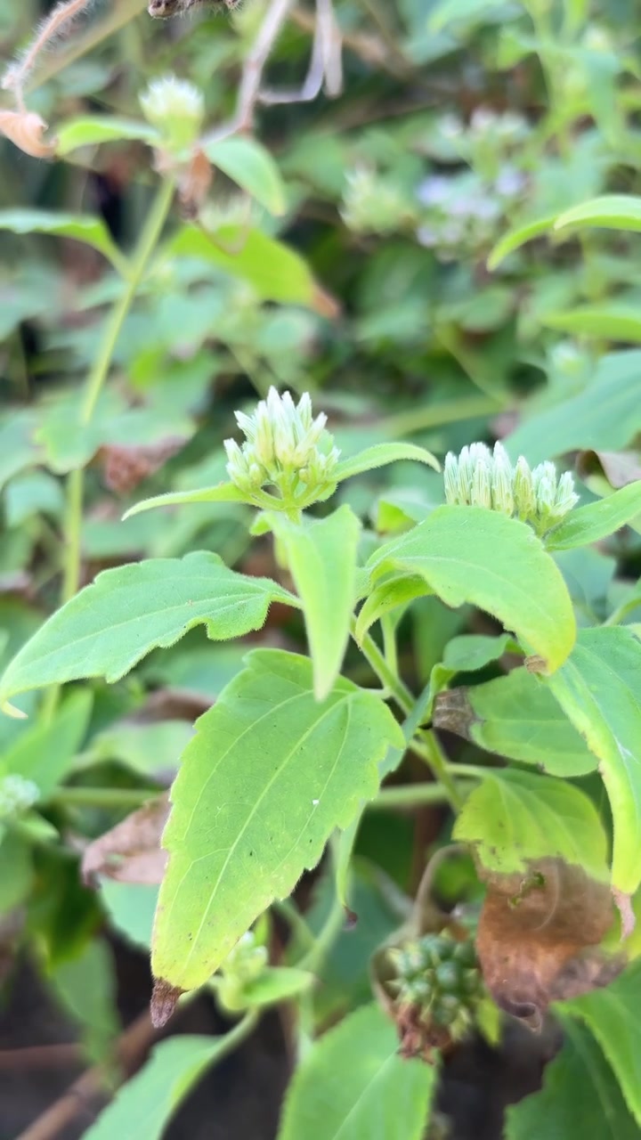 Close-up of Green Plants with Delicate White Flower Buds Swaying Gently