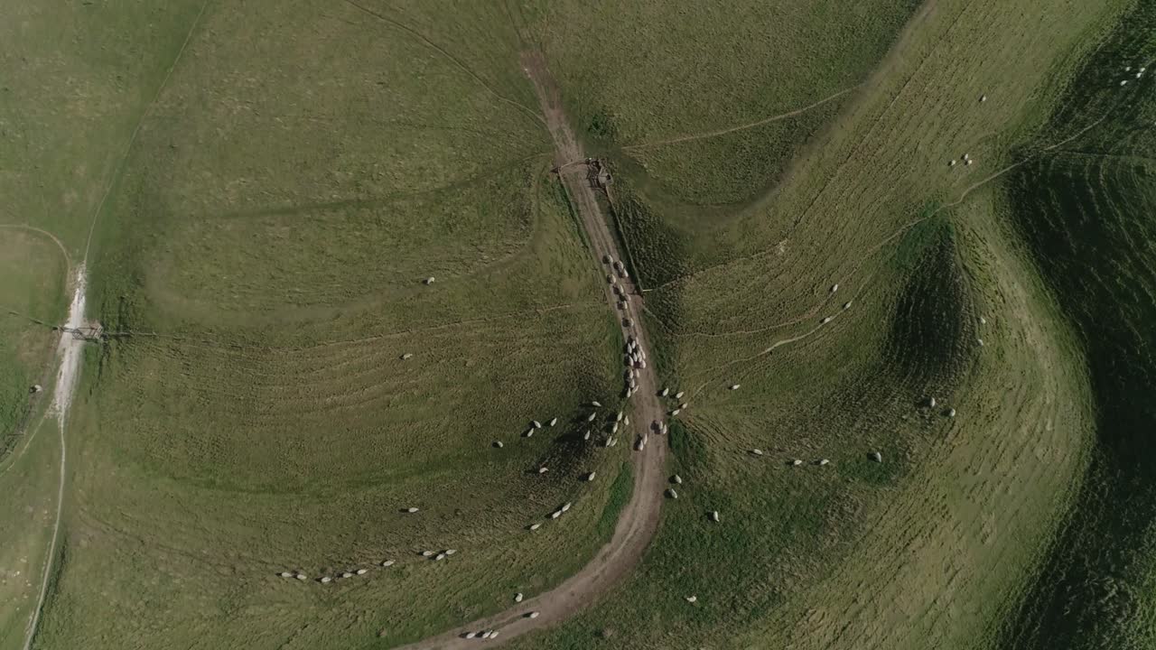 Aerial view of sheep on a green hill