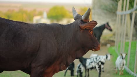 brown cow and goats in a rural setting