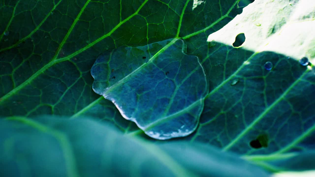 Scatto macro di goccioline d'acqua su una foglia verde brillante