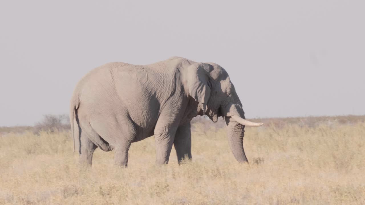 Very big african elephant walking through the savanna in Etosha National Park, Namibia
