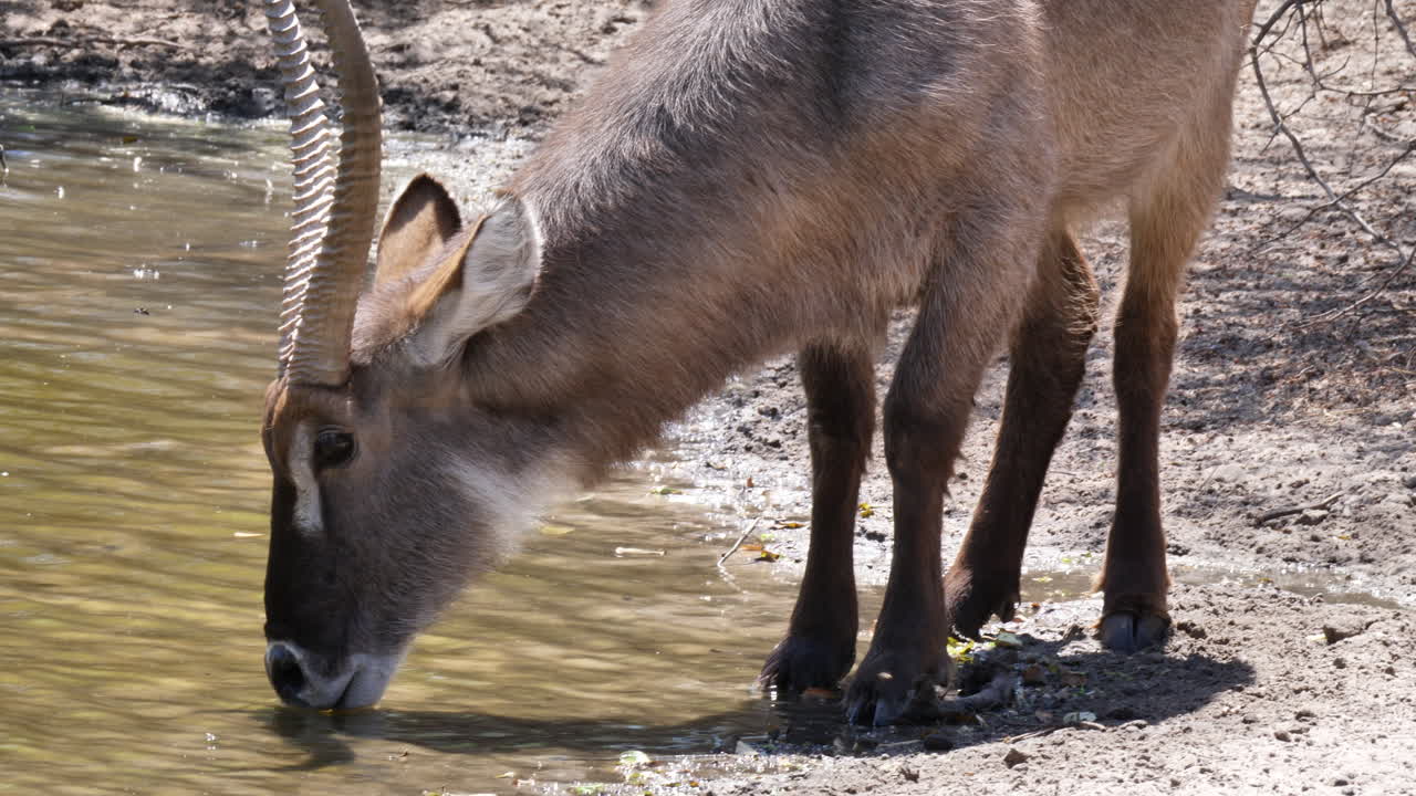 waterbuck bebiendo en el pozo de agua en botswana, sudáfrica en un día soleado