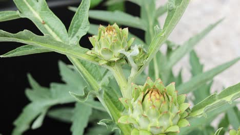 close-up of artichoke plant over time