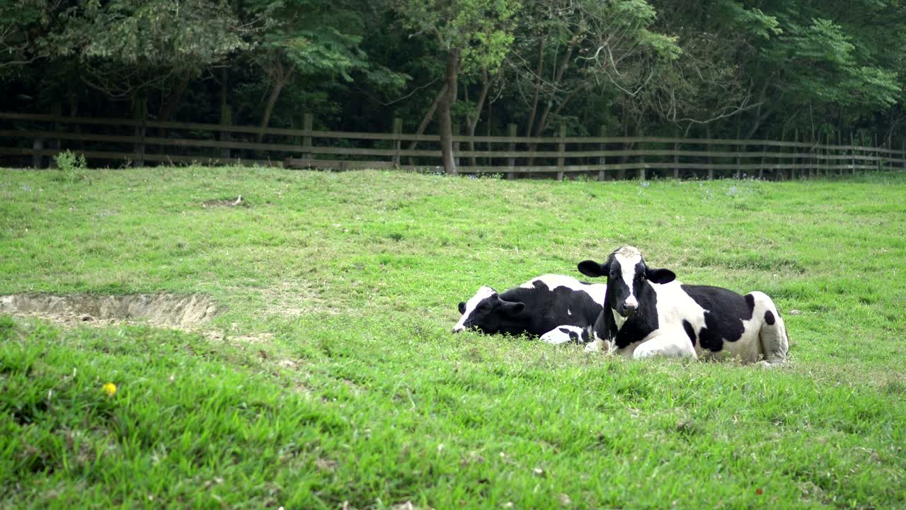 en la mañana soleada, dos vacas se acuestan en la hierba verde en el pasto.