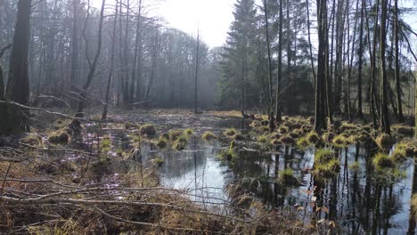 humedal en el bosque racimos de hierba árbol día soleado diapositiva aérea a la izquierda