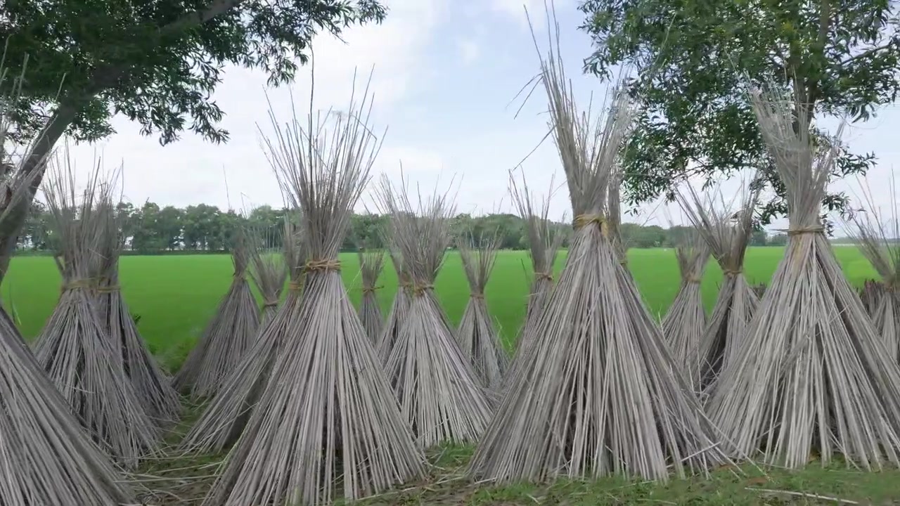 Il bastoncino che rimane dopo l'estrazione delle fibre dalla iuta viene utilizzato come combustibile nelle aree rurali