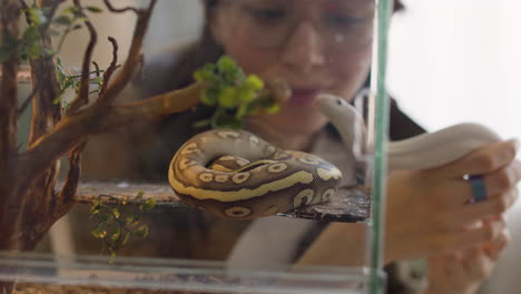 cerca de una serpiente mascota descansando en un terrario mientras una mujer la mira y sostiene otra serpiente en casa