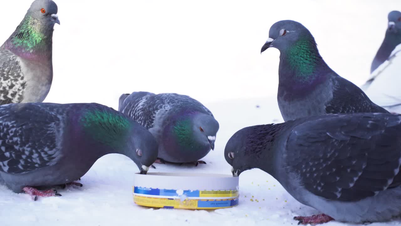 눈 속에서 먹이를 먹는 비둘기