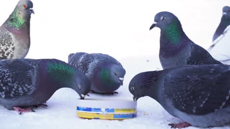 palomas alimentándose en la nieve